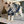 Load image into Gallery viewer, Après-ski Dog Sweater