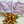 Load image into Gallery viewer, Mama Crew | Lavender
